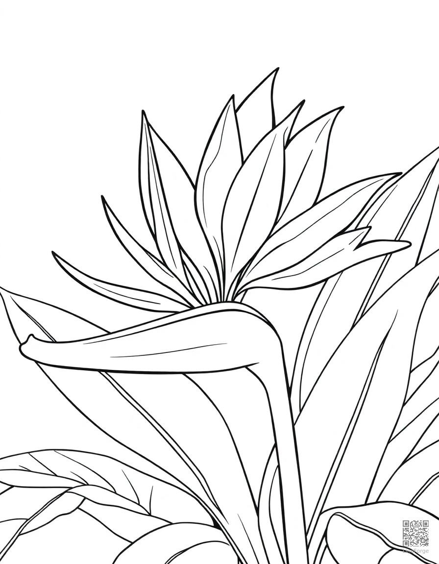 bird of paradise flower in tropical setting coloring page Contour style - free printable