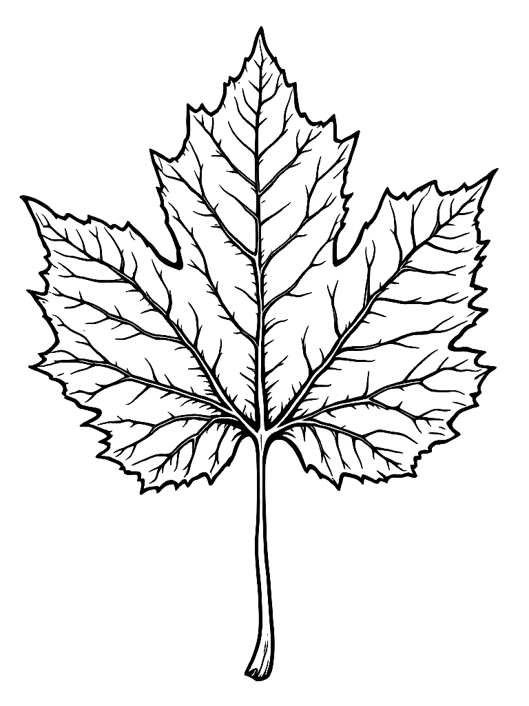 A large maple leaf showing detailed veins coloring page Contour style free printable