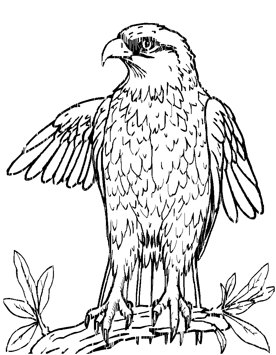 Birds of Prey. coloring page Contour style free printable