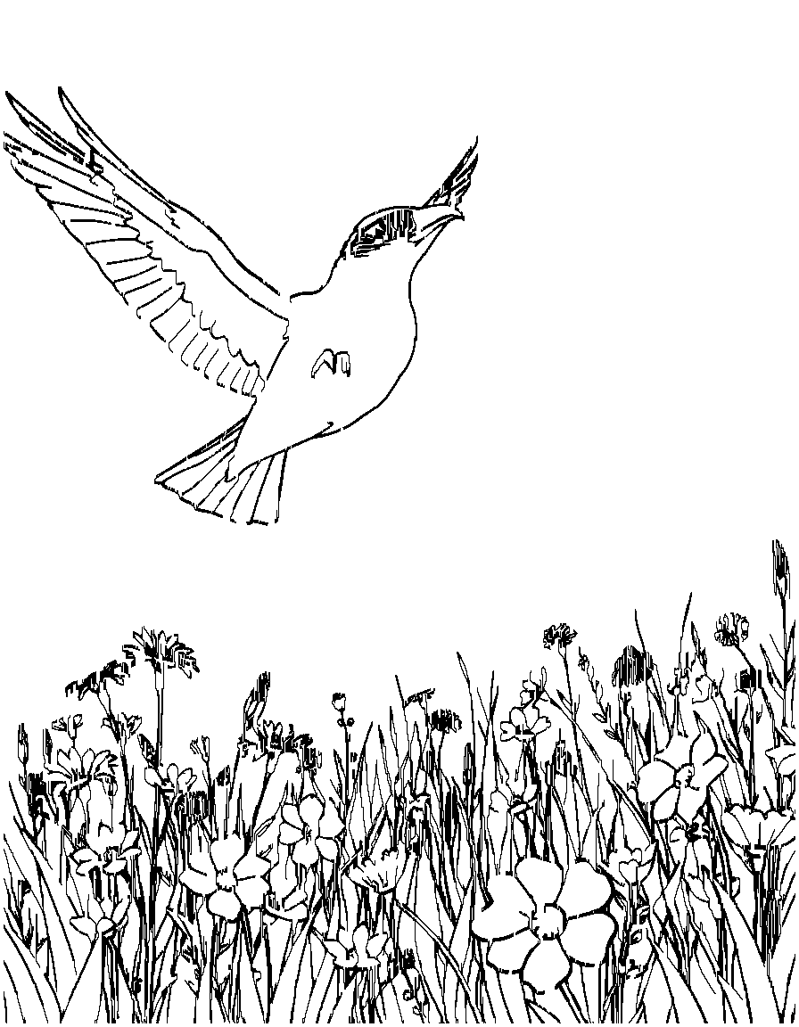 Free birds of prey., from a bird's eye view looking down, in a sunlit meadow with wildflowers coloring page in contour style — printable line art