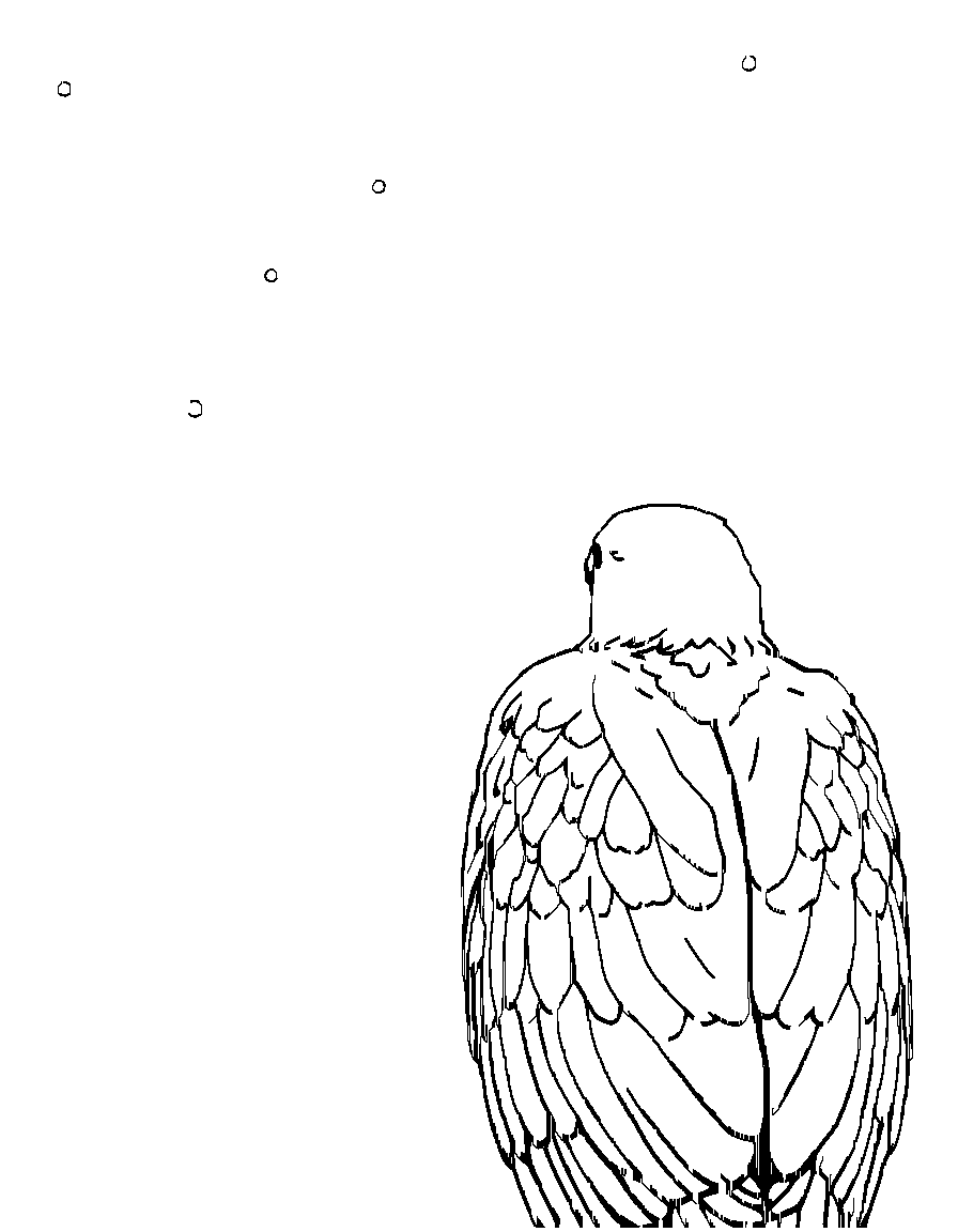 Free birds of prey., from behind, looking away into the distance, under a starlit night sky coloring page in contour style — printable line art