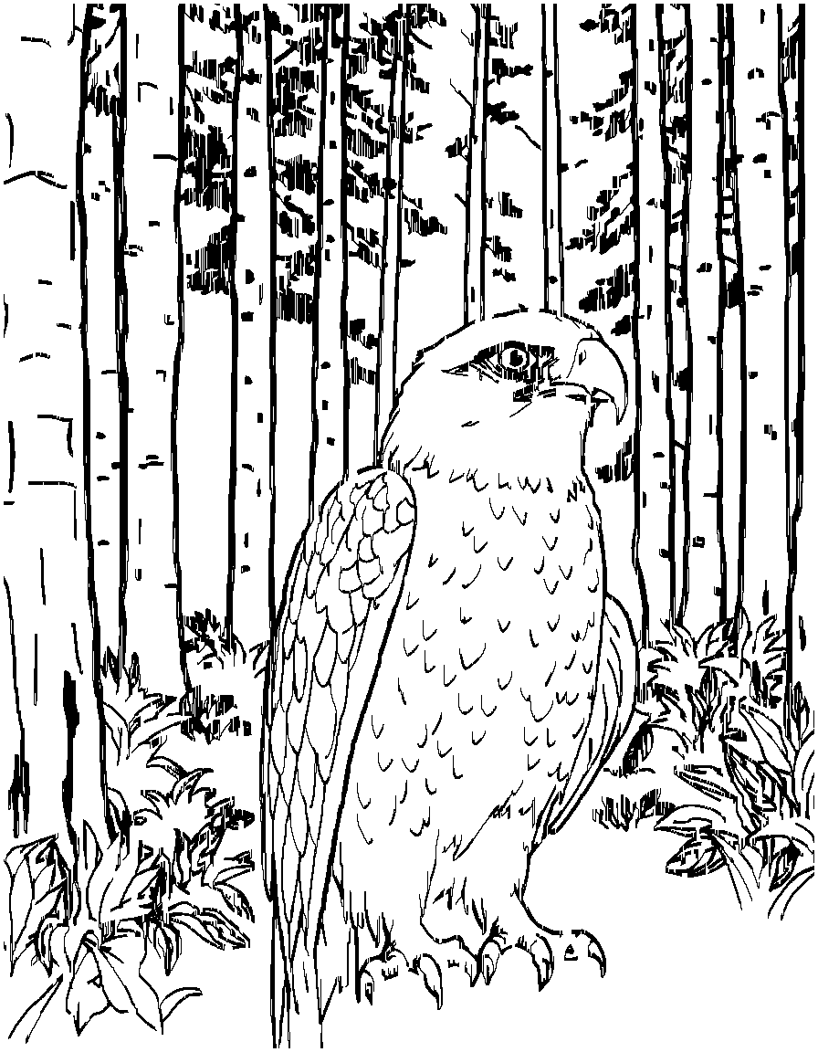 Free birds of prey., in a close-up portrait view with fine detail, in a forest clearing surrounded by tall trees coloring page in contour style — printable line art