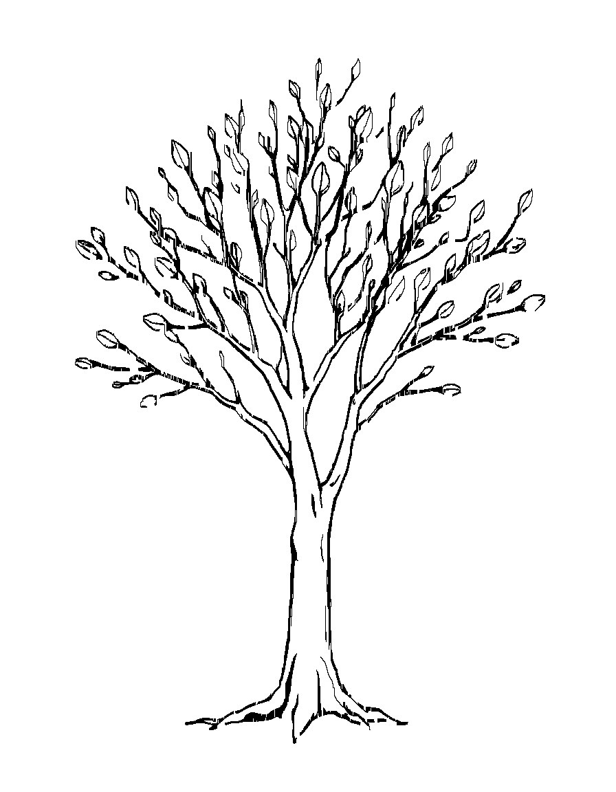 Free black and white line art illustration, clean vector-style outlines, consistent medium line weight, no shading, no grayscale, no cross-hatching, no fill, white background, centered composition, large open coloring spaces, minimal background detail, printable 8.5x11 coloring book page, professional coloring book style. a single tree in early spring with new buds forming on branches. coloring page in contour style — printable line art