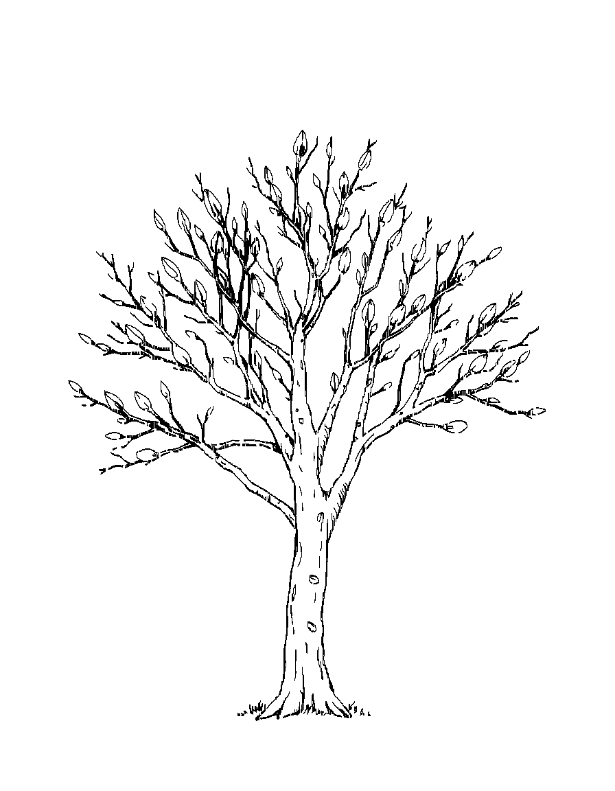 Black and white line art illustration, clean vector-style outlines, consistent medium line weight, no shading, no grayscale, no cross-hatching, no fill, white background, centered composition, large open coloring spaces, minimal background detail, printable 8.5x11 coloring book page, professional coloring book style. A single tree in early spring with new buds forming on branches. coloring page Crosshatch style - free printable