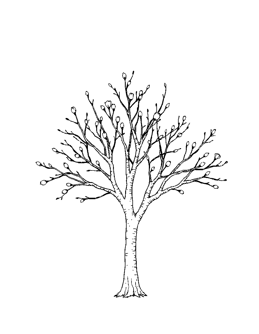 Black and white line art illustration, clean vector-style outlines, consistent medium line weight, no shading, no grayscale, no cross-hatching, no fill, white background, centered composition, large open coloring spaces, minimal background detail, printable 8.5x11 coloring book page, professional coloring book style. A single tree in early spring with new buds forming on branches. coloring page Stipple style - free printable
