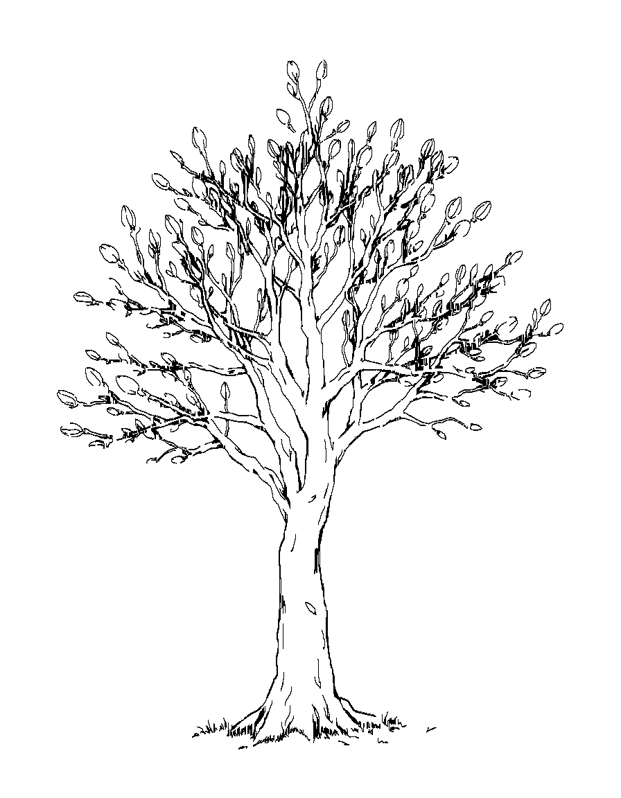 Black and white line art illustration, clean vector-style outlines, consistent medium line weight, no shading, no grayscale, no cross-hatching, no fill, white background, centered composition, large open coloring spaces, minimal background detail, printable 8.5x11 coloring book page, professional coloring book style. A single tree in early spring with new buds forming on branches. coloring page Manga style - free printable