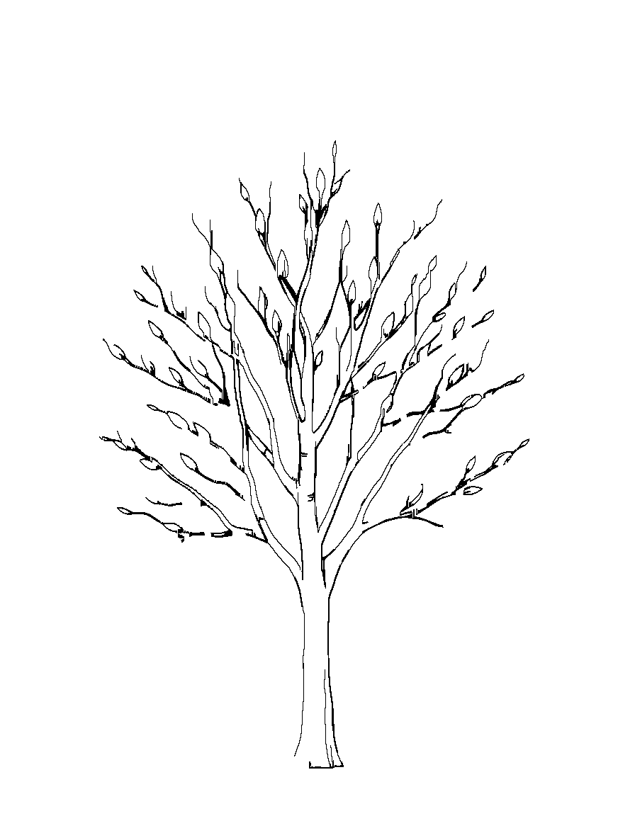 Black and white line art illustration, clean vector-style outlines, consistent medium line weight, no shading, no grayscale, no cross-hatching, no fill, white background, centered composition, large open coloring spaces, minimal background detail, printable 8.5x11 coloring book page, professional coloring book style. A single tree in early spring with new buds forming on branches. coloring page Minimal style - free printable