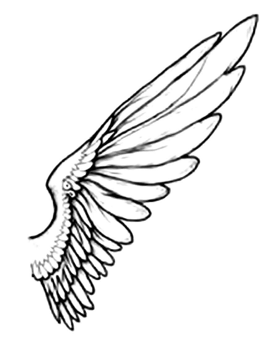 a bird wing study showing feather structure coloring page Da Vinci style free printable