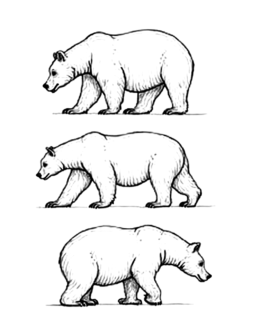 a bear walking viewed from three angles coloring page Da Vinci style - free printable