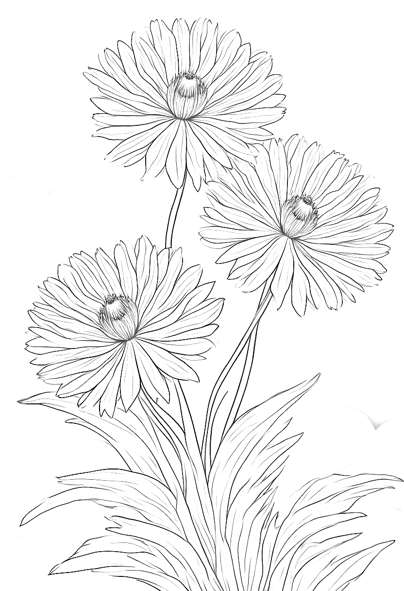 chrysanthemum flowers in full bloom coloring page Hokusai style free printable