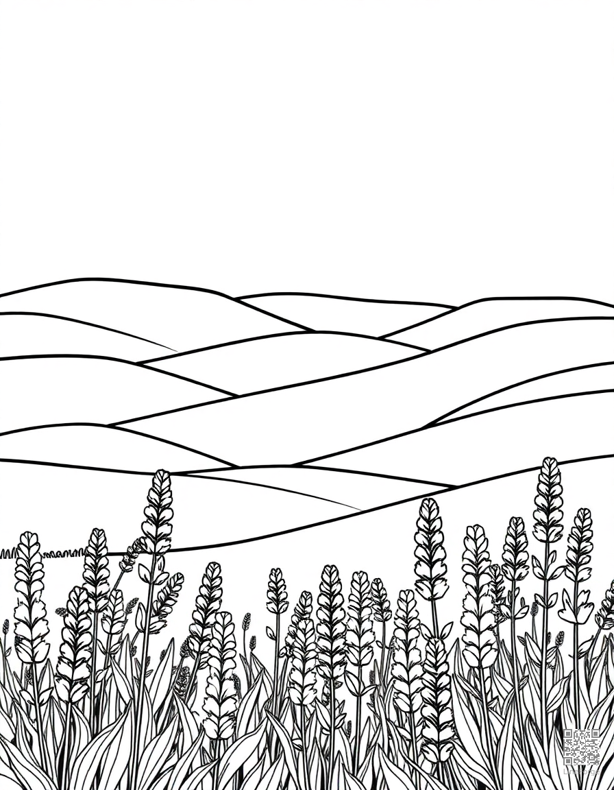 Free lavender field with rolling hills coloring page in contour style — printable line art